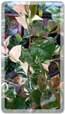 7e3e4db38a7213d0f4c38020349e283c_1464171