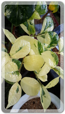 7e3e4db38a7213d0f4c38020349e283c_1464171