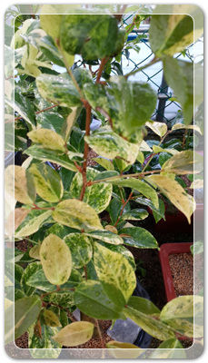 7e3e4db38a7213d0f4c38020349e283c_1464172