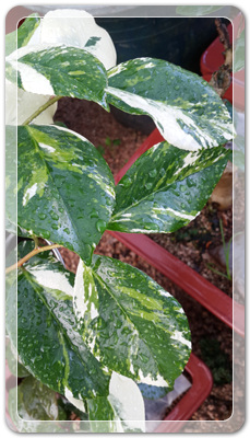 7e3e4db38a7213d0f4c38020349e283c_1464172