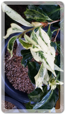 7e3e4db38a7213d0f4c38020349e283c_1464172