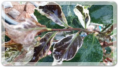 7e3e4db38a7213d0f4c38020349e283c_1464172