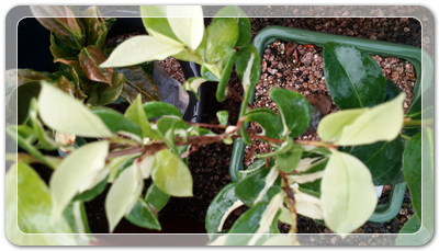 7e3e4db38a7213d0f4c38020349e283c_1464172