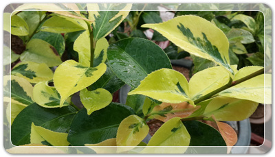 7e3e4db38a7213d0f4c38020349e283c_1464172