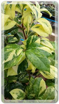 7e3e4db38a7213d0f4c38020349e283c_1464172