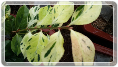 7e3e4db38a7213d0f4c38020349e283c_1464172