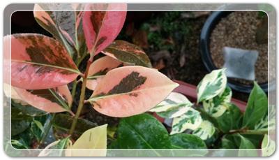 7e3e4db38a7213d0f4c38020349e283c_1464172