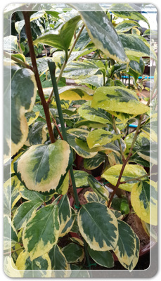 7e3e4db38a7213d0f4c38020349e283c_1464172