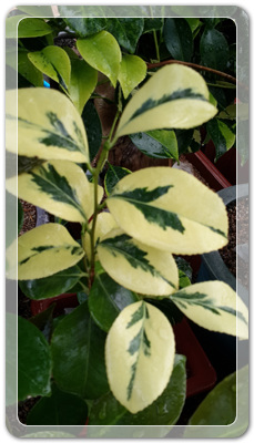 7e3e4db38a7213d0f4c38020349e283c_1464172