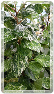 7e3e4db38a7213d0f4c38020349e283c_1464172