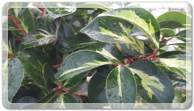 7e3e4db38a7213d0f4c38020349e283c_1464172