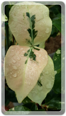 7e3e4db38a7213d0f4c38020349e283c_1464172