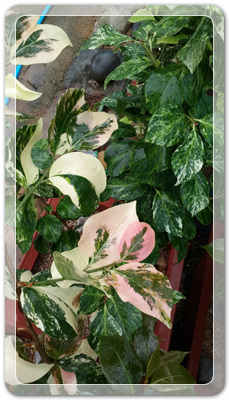 7e3e4db38a7213d0f4c38020349e283c_1464172