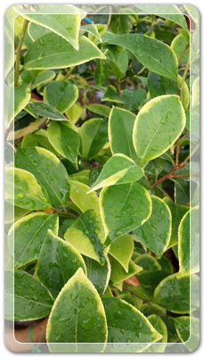 7e3e4db38a7213d0f4c38020349e283c_1464172