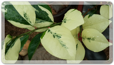 7e3e4db38a7213d0f4c38020349e283c_1464172