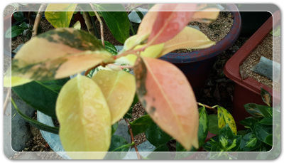 7e3e4db38a7213d0f4c38020349e283c_1464172