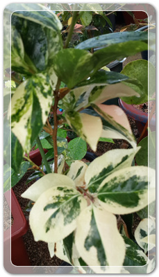 7e3e4db38a7213d0f4c38020349e283c_1464172