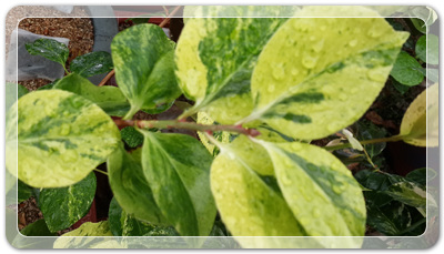 7e3e4db38a7213d0f4c38020349e283c_1464172