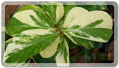 7e3e4db38a7213d0f4c38020349e283c_1464172