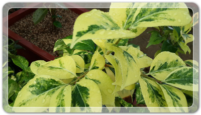 7e3e4db38a7213d0f4c38020349e283c_1464172