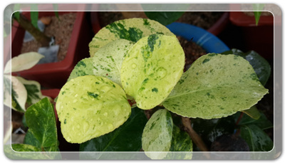 7e3e4db38a7213d0f4c38020349e283c_1464172