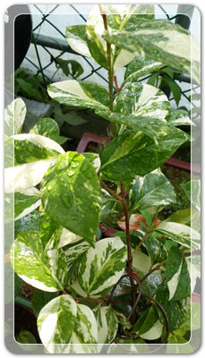 7e3e4db38a7213d0f4c38020349e283c_1464172