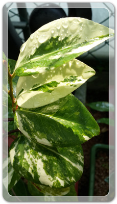 7e3e4db38a7213d0f4c38020349e283c_1464172