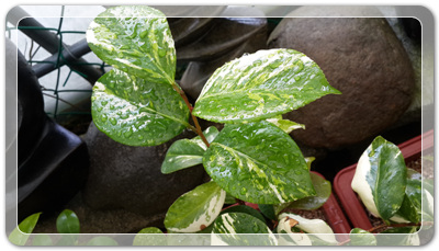 7e3e4db38a7213d0f4c38020349e283c_1464172