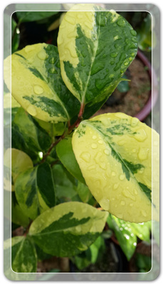 7e3e4db38a7213d0f4c38020349e283c_1464172