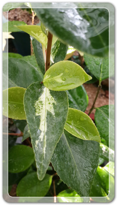 7e3e4db38a7213d0f4c38020349e283c_1464172