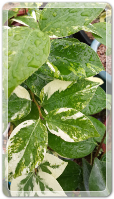 7e3e4db38a7213d0f4c38020349e283c_1464172