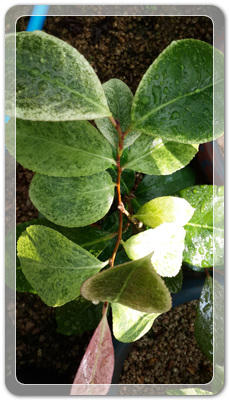 7e3e4db38a7213d0f4c38020349e283c_1464172