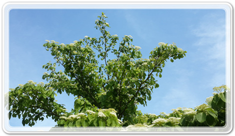 8cb631c8c8376444e5ed263095ad26d1_1462097