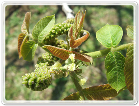 8cb631c8c8376444e5ed263095ad26d1_1462097