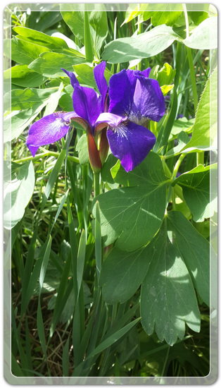 905774942380d2cc381b455af02bab48_1462714