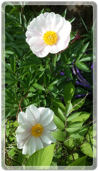 905774942380d2cc381b455af02bab48_1462714