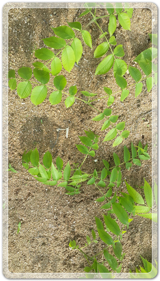 905774942380d2cc381b455af02bab48_1462714