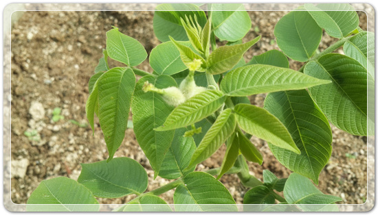 905774942380d2cc381b455af02bab48_1462714