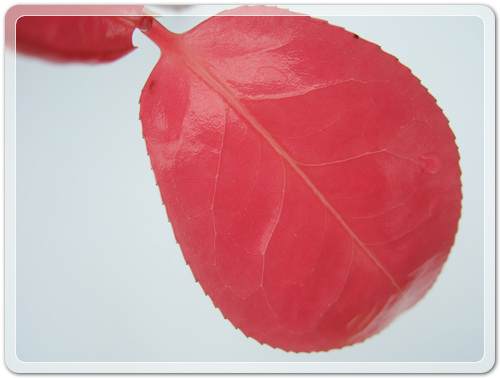 905774942380d2cc381b455af02bab48_1462716