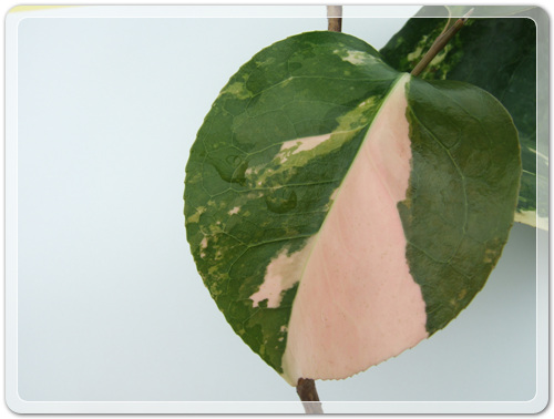 905774942380d2cc381b455af02bab48_1462716