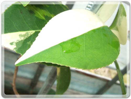 905774942380d2cc381b455af02bab48_1462716