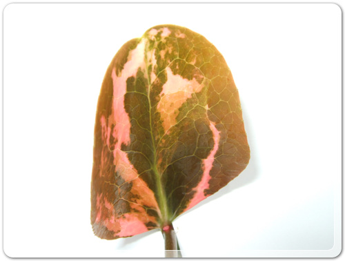 905774942380d2cc381b455af02bab48_1462716