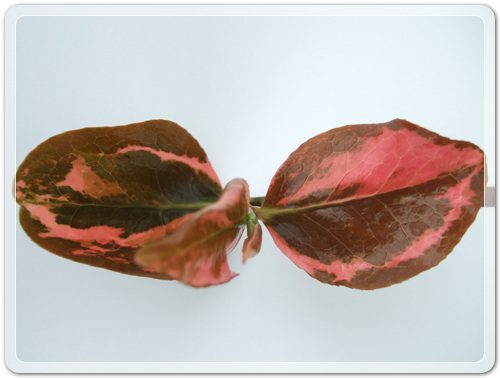 905774942380d2cc381b455af02bab48_1462716