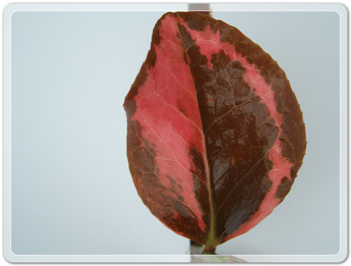 905774942380d2cc381b455af02bab48_1462716