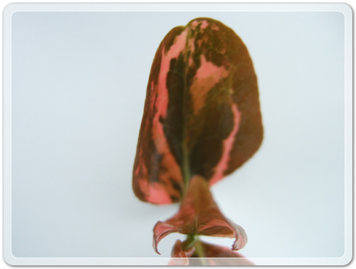 905774942380d2cc381b455af02bab48_1462716