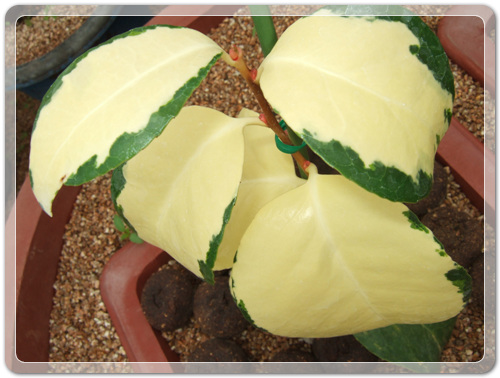 905774942380d2cc381b455af02bab48_1462716