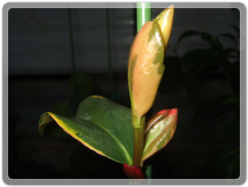 905774942380d2cc381b455af02bab48_1462716