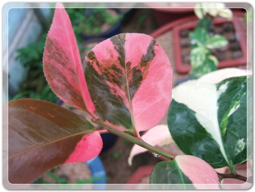 905774942380d2cc381b455af02bab48_1462716