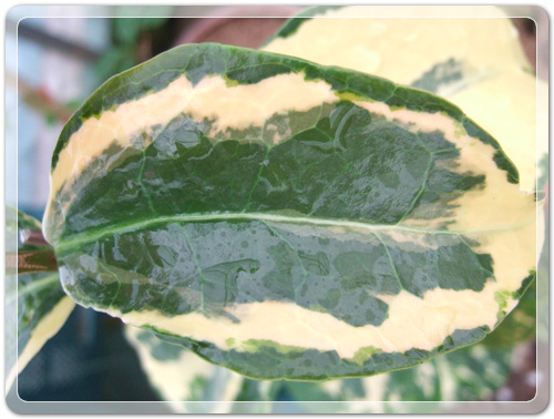 905774942380d2cc381b455af02bab48_1462716