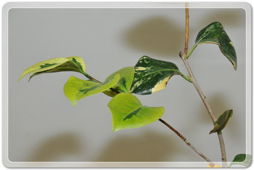 905774942380d2cc381b455af02bab48_1462716